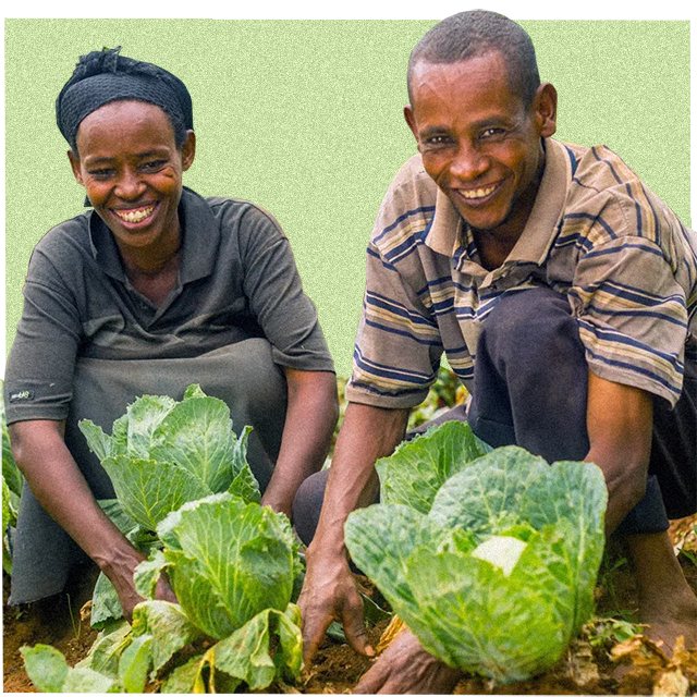 farmers planting and harvesting fruit and veg